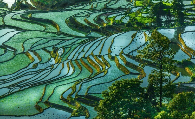 Foto bellissime 14 Yuanyang