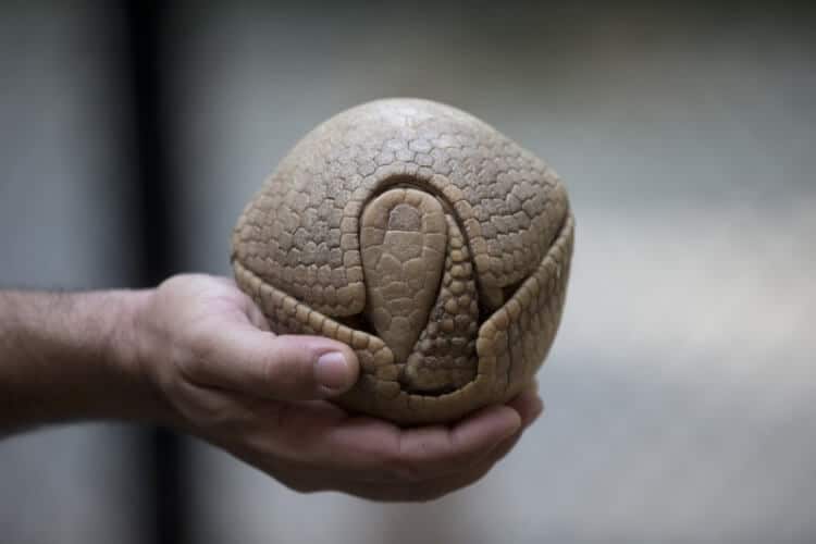 18 Buongiorno protettivo - Armadillo in modalità ibernazione