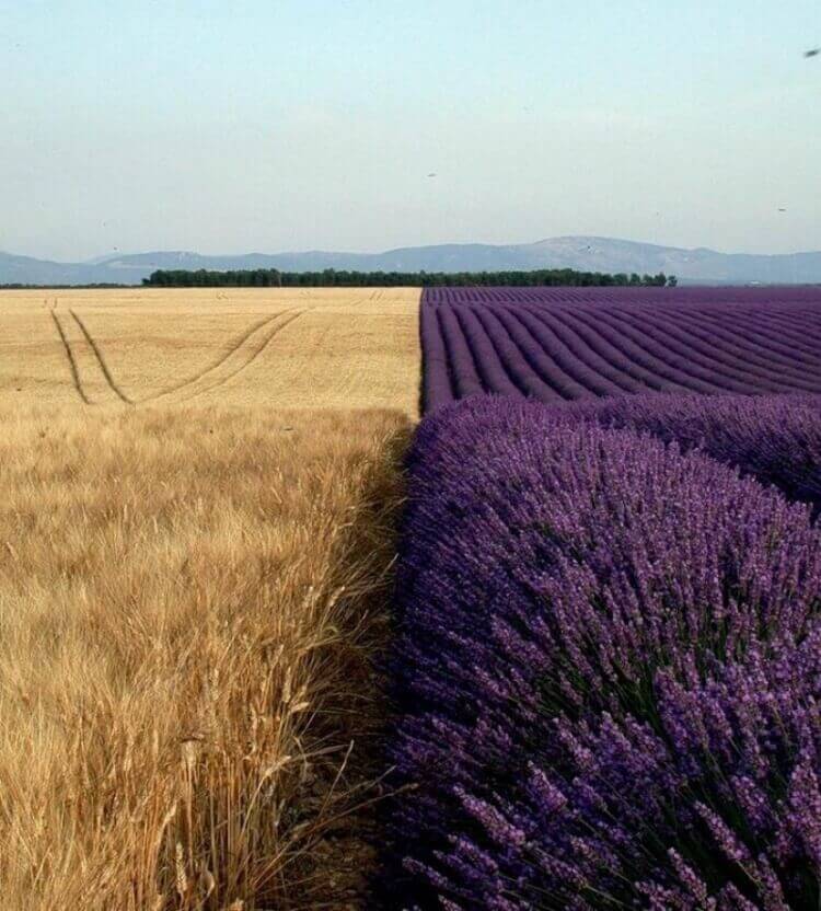 5 Buongiorno dubbioso - Grano o lavanda...