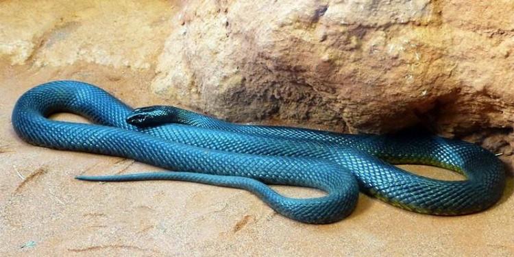 animali più pericolosi del mondo serpente 1 Il serpente più velenoso del mondo è il Taipan