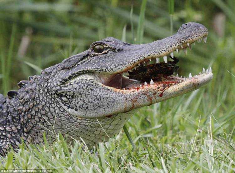 animali più pericolosi del mondo alligatore 10 Alligatore mangia una tartaruga animali più pericolosi terrificanti del mondo
