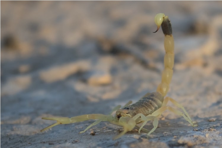 animali più pericolosi del mondo scorpione 2 Lo scorpione Deathstalker