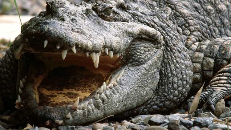 animali più pericolosi del mondo coccodrillo 3 Il coccodrillo
