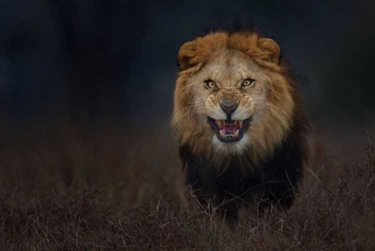 animali più pericolosi del mondo leone 4 Leone animali più pericolosi terrificanti del mondo