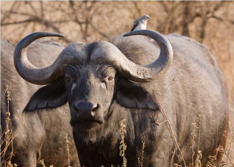 animali più pericolosi del mondo bufalo 5 Il bufalo nero del Serengeti