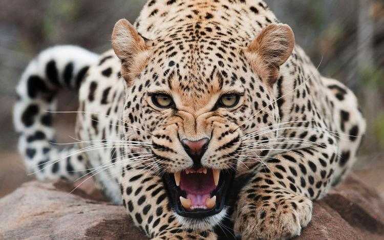 animali più pericolosi del mondo leopardo 8 Il leopardo