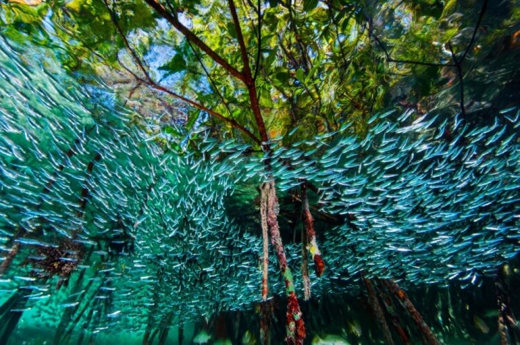 foto 5 migliori foto 2016 national geographic foto 5 migliori foto 2016 national geographic