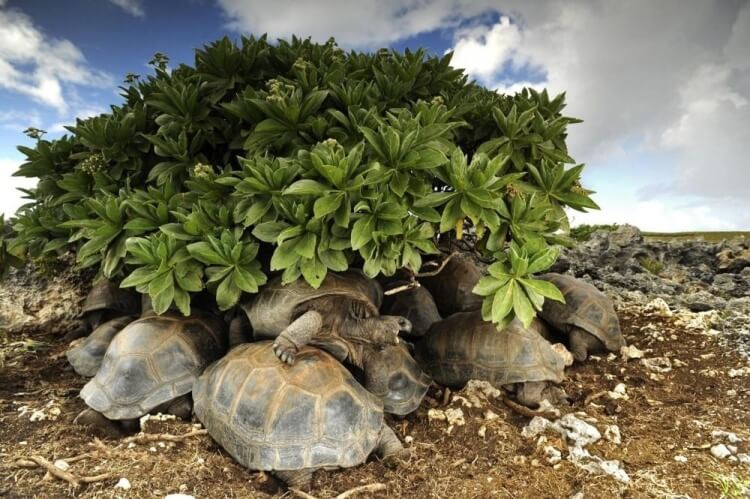 foto 6 migliori foto 2016 national geographic foto 6 migliori foto 2016 national geographic