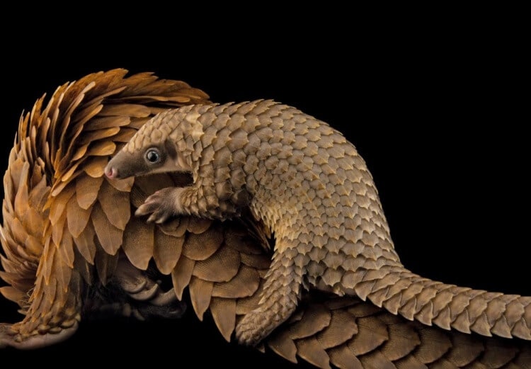 foto 7 migliori foto 2016 national geographic foto 7 migliori foto 2016 national geographic