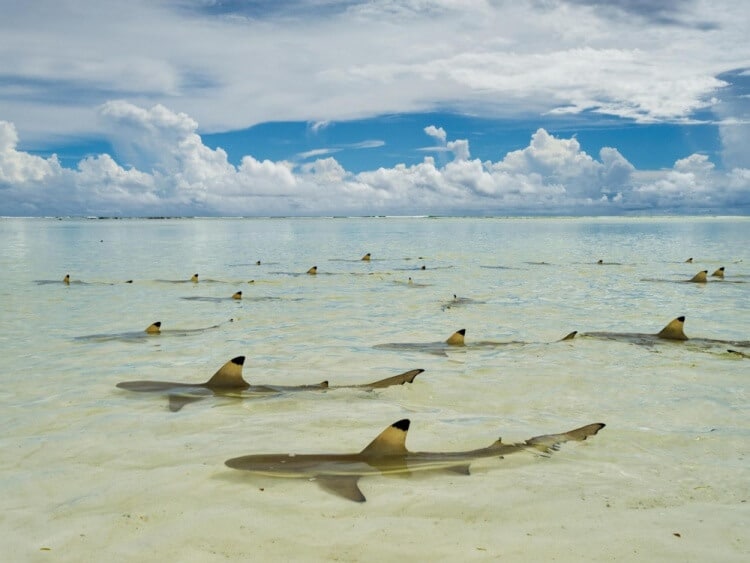 foto 9 migliori foto 2016 national geographic foto 9 migliori foto 2016 national geographic